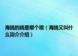 海鷗的鷗是哪個(gè)哦（海鷗又叫什么簡介介紹）