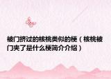 被門擠過的核桃類似的梗（核桃被門夾了是什么梗簡介介紹）