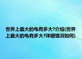 世界上最大的龜有多大?介紹(世界上最大的龜有多大?詳細情況如何)