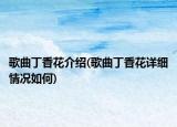 歌曲丁香花介紹(歌曲丁香花詳細情況如何)