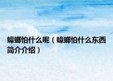 蟑螂怕什么呢（蟑螂怕什么東西簡介介紹）