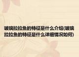 玻璃拉拉魚的特征是什么介紹(玻璃拉拉魚的特征是什么詳細情況如何)
