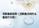 馬鮫魚(yú)的名稱（馬鮫魚(yú)又叫什么魚(yú)簡(jiǎn)介介紹）