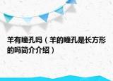 羊有瞳孔嗎（羊的瞳孔是長方形的嗎簡介介紹）