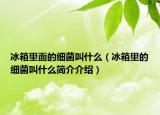 冰箱里面的細菌叫什么（冰箱里的細菌叫什么簡介介紹）