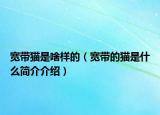 寬帶貓是啥樣的（寬帶的貓是什么簡介介紹）