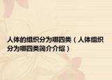 人體的組織分為哪四類（人體組織分為哪四類簡介介紹）