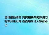 當(dāng)日最新消息 狗狗被關(guān)車內(nèi)踩油門將車開走追尾 畫面曝光讓人驚訝不已