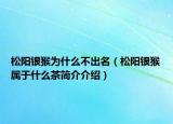 松陽(yáng)銀猴為什么不出名（松陽(yáng)銀猴屬于什么茶簡(jiǎn)介介紹）