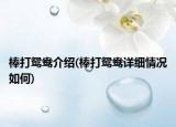棒打鴛鴦介紹(棒打鴛鴦詳細(xì)情況如何)