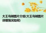 大王烏賊圖片介紹(大王烏賊圖片詳細情況如何)