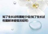 知了生長過程圖解介紹(知了生長過程圖解詳細(xì)情況如何)