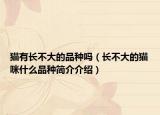 貓有長不大的品種嗎（長不大的貓咪什么品種簡介介紹）