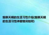 煙草天蛾的生活習(xí)性介紹(煙草天蛾的生活習(xí)性詳細(xì)情況如何)
