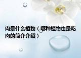 肉是什么植物（哪種植物也是吃肉的簡介介紹）
