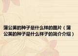 蒲公英的種子是什么樣的圖片（蒲公英的種子是什么樣子的簡介介紹）