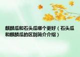 麒麟瓜和石頭瓜哪個(gè)更好（石頭瓜和麒麟瓜的區(qū)別簡(jiǎn)介介紹）