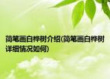 簡(jiǎn)筆畫白樺樹介紹(簡(jiǎn)筆畫白樺樹詳細(xì)情況如何)