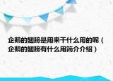 企鵝的翅膀是用來干什么用的呢（企鵝的翅膀有什么用簡介介紹）