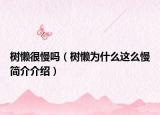 樹(shù)懶很慢嗎（樹(shù)懶為什么這么慢簡(jiǎn)介介紹）