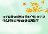 梅子是什么時候變黃的介紹(梅子是什么時候變黃的詳細(xì)情況如何)