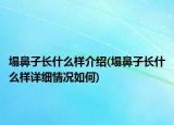 塌鼻子長什么樣介紹(塌鼻子長什么樣詳細情況如何)