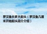 羅漢魚長多大起頭（羅漢魚幾厘米開始起頭簡介介紹）