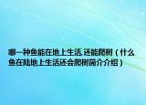 哪一種魚能在地上生活,還能爬樹（什么魚在陸地上生活還會(huì)爬樹簡介介紹）