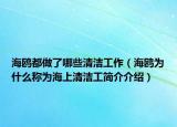 海鷗都做了哪些清潔工作（海鷗為什么稱為海上清潔工簡介介紹）