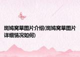 斑鳩窩草圖片介紹(斑鳩窩草圖片詳細(xì)情況如何)