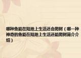 哪種魚能在陸地上生活還會爬樹（哪一種神奇的魚能在陸地上生活還能爬樹簡介介紹）