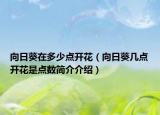 向日葵在多少點(diǎn)開(kāi)花（向日葵幾點(diǎn)開(kāi)花是點(diǎn)數(shù)簡(jiǎn)介介紹）