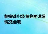 黃桷樹介紹(黃桷樹詳細情況如何)