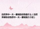 自然界中一夫一妻制的動物是什么（自然界哪些動物遵守一夫一妻制簡介介紹）