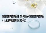 瓣的部首是什么介紹(瓣的部首是什么詳細情況如何)