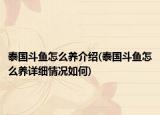 泰國斗魚怎么養(yǎng)介紹(泰國斗魚怎么養(yǎng)詳細(xì)情況如何)