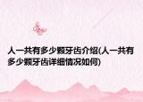 人一共有多少顆牙齒介紹(人一共有多少顆牙齒詳細情況如何)