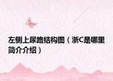 左側(cè)上尿路結(jié)構(gòu)圖（浙C是哪里簡(jiǎn)介介紹）
