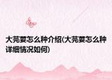 大芫荽怎么種介紹(大芫荽怎么種詳細(xì)情況如何)