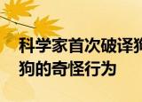 24小時快訊更新 科學(xué)家首次破譯狗搖尾巴的含義 科學(xué)家發(fā)現(xiàn)狗的奇怪行為