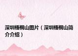 深圳梧桐山圖片（深圳梧桐山簡介介紹）