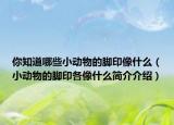 你知道哪些小動(dòng)物的腳印像什么（小動(dòng)物的腳印各像什么簡(jiǎn)介介紹）