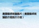 美國銀虎斑貓圖片（美國銀虎斑貓的介紹簡介介紹）