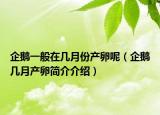 企鵝一般在幾月份產(chǎn)卵呢（企鵝幾月產(chǎn)卵簡(jiǎn)介介紹）