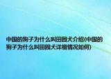 中國(guó)的狗子為什么叫田園犬介紹(中國(guó)的狗子為什么叫田園犬詳細(xì)情況如何)