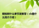 側(cè)柏樹什么季節(jié)發(fā)新芽（cb是什么簡(jiǎn)介介紹）