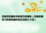 游離型核糖體和附著性核糖體（游離核糖體與附著核糖體的區(qū)別簡介介紹）