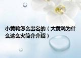 小黃鴨怎么出名的（大黃鴨為什么這么火簡(jiǎn)介介紹）