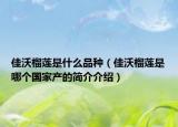 佳沃榴蓮是什么品種（佳沃榴蓮是哪個國家產(chǎn)的簡介介紹）