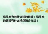 貓頭鷹有著什么樣的眼睛（貓頭鷹的眼睛有什么特點(diǎn)簡(jiǎn)介介紹）